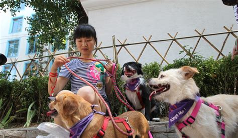 china declares dogs are companions